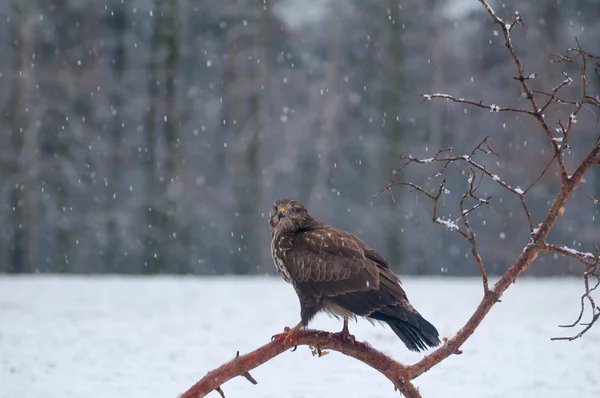 Buzzard. — Fotografia de Stock