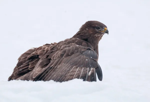 Buzzard. — Fotografia de Stock