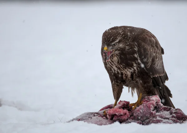 Buzzard. — Fotografia de Stock