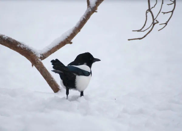 Magpie. — Fotografia de Stock