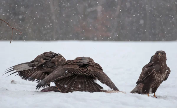 Buzzard. — Fotografia de Stock