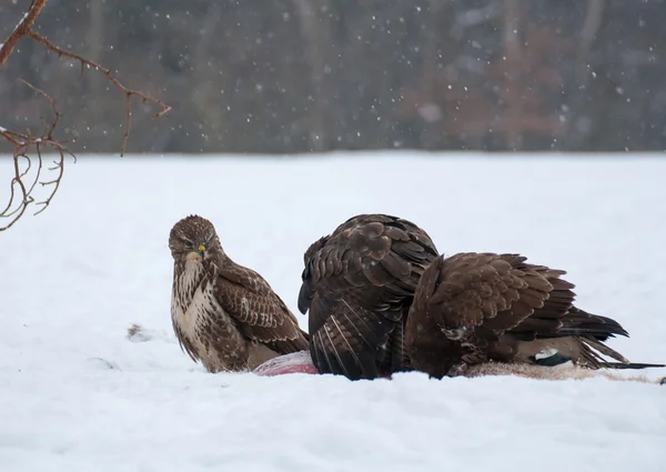 Buzzard — Stock Photo, Image