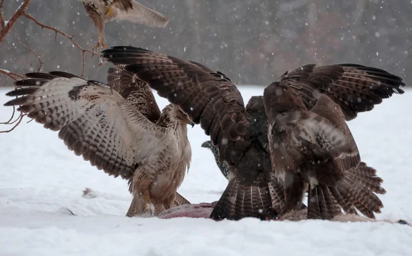 Buzzard. — Fotografia de Stock