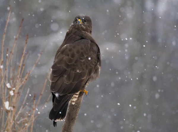 Buizerd — Stockfoto