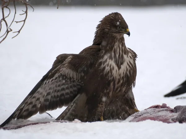 Buzzard. — Fotografia de Stock