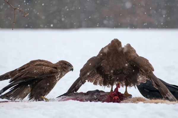 Buzzard. — Fotografia de Stock