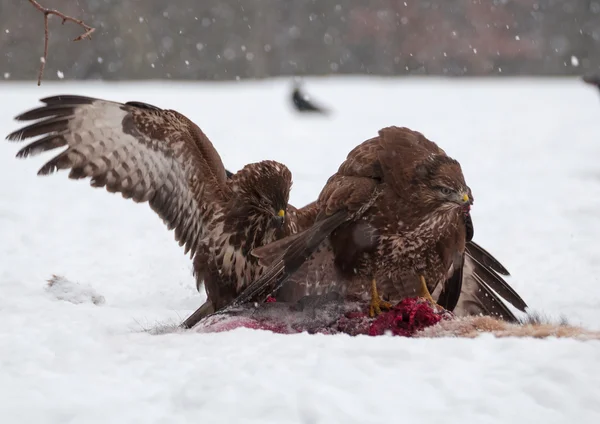 Buzzard — Stock fotografie