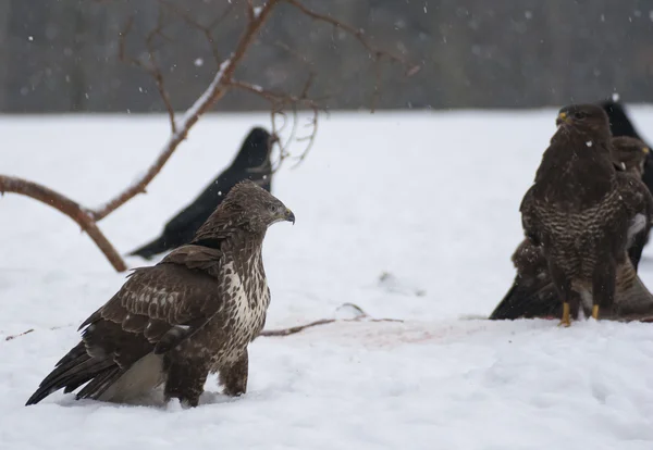 Buizerd — Stockfoto