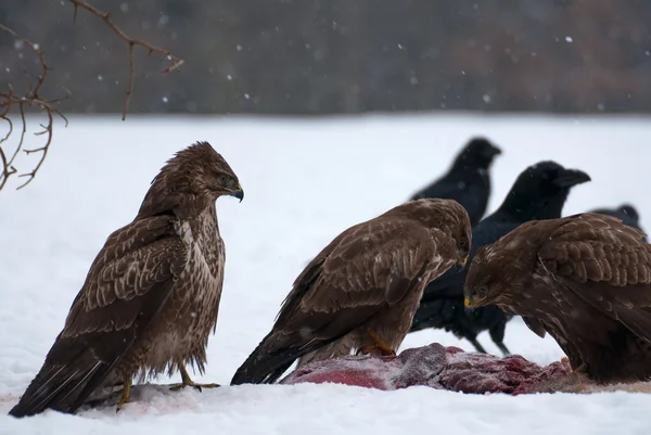 Buzzard. — Fotografia de Stock