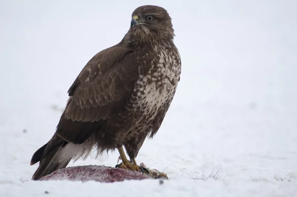 Buzzard. — Fotografia de Stock