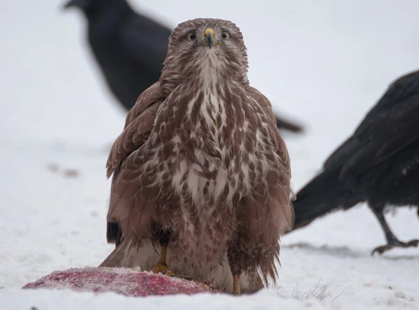 Buzzard. — Fotografia de Stock