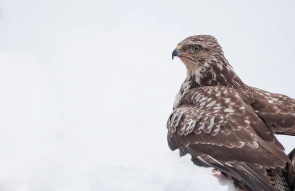 Buzzard. — Fotografia de Stock