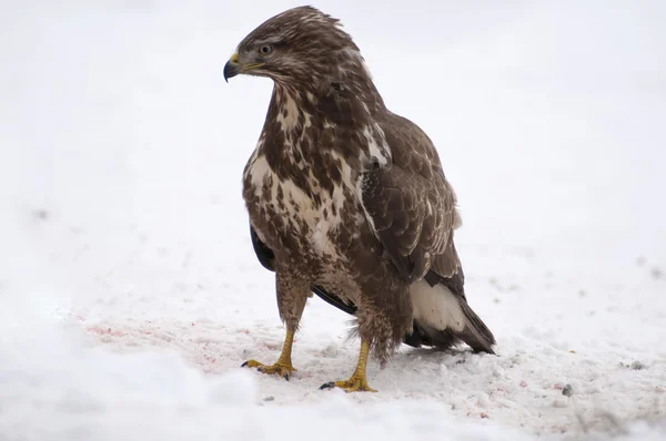 Buzzard. — Fotografia de Stock