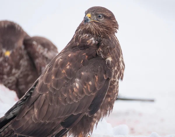 Buzzard. — Fotografia de Stock