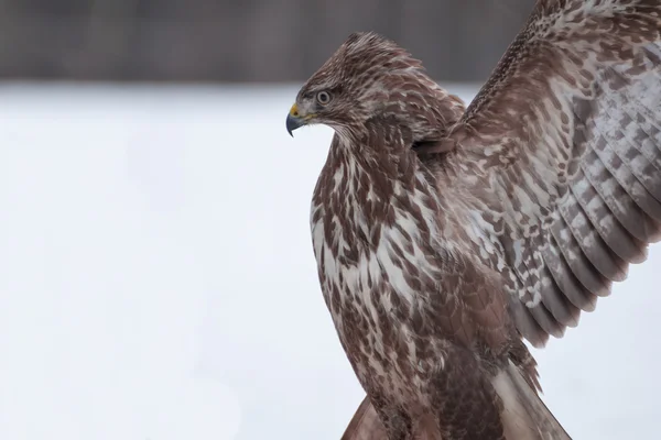 Buzzard — Stock Photo, Image