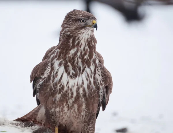 Buzzard. — Fotografia de Stock