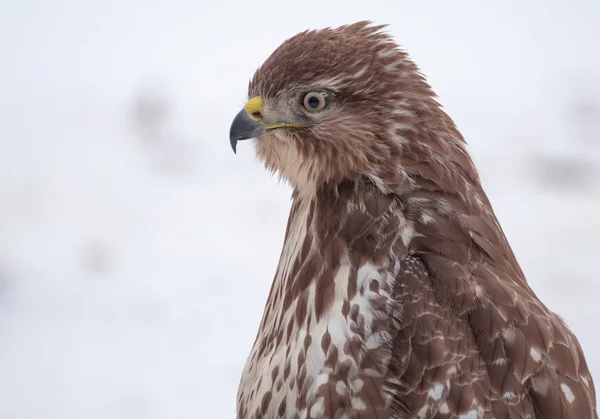 Buzzard — Stock fotografie