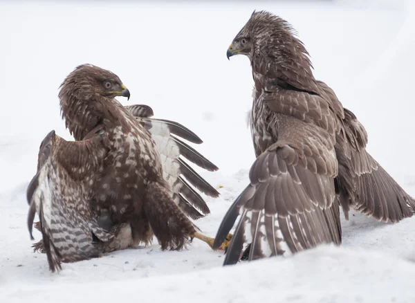 Buzzard luta — Fotografia de Stock