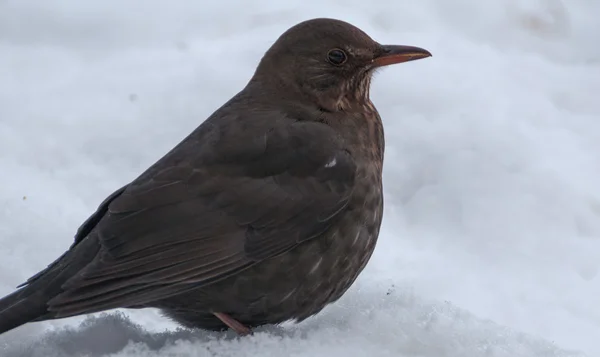 Amsel — Stockfoto