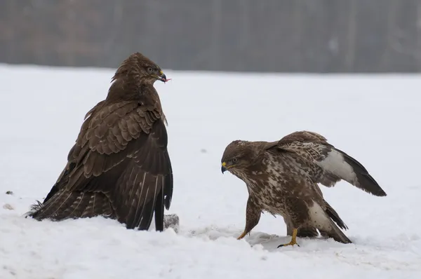 Mäusebussard — Stockfoto