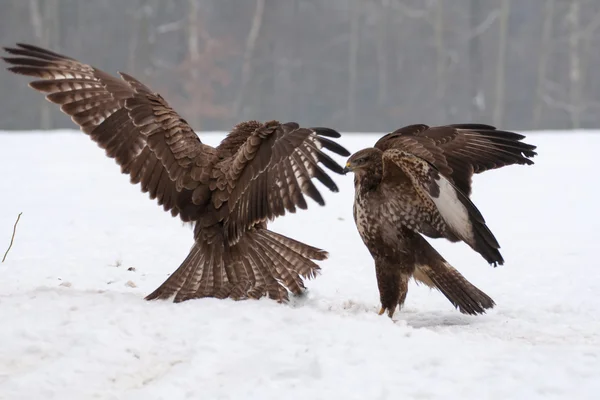 秃鹰的斗争 — 图库照片
