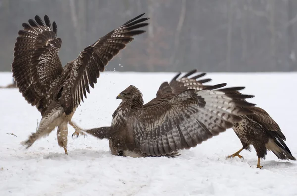 Buzzard luta — Fotografia de Stock