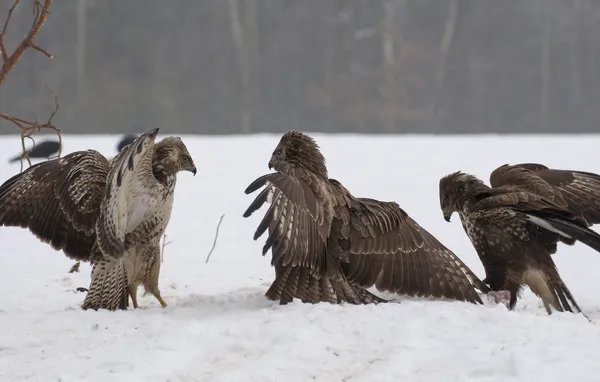 Buizerd strijd — Stockfoto