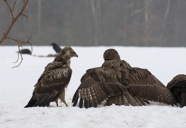 Mäusebussard — Stockfoto