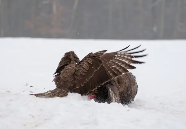 Buzzard fight — Stock Photo, Image