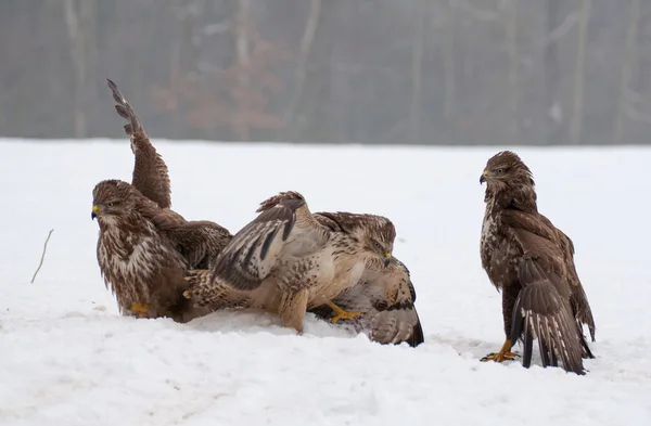 Buzzard luta — Fotografia de Stock