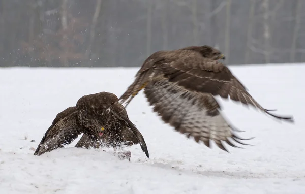 Buzzard. — Fotografia de Stock