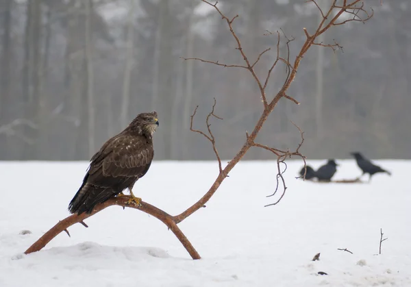 Buzzard. — Fotografia de Stock