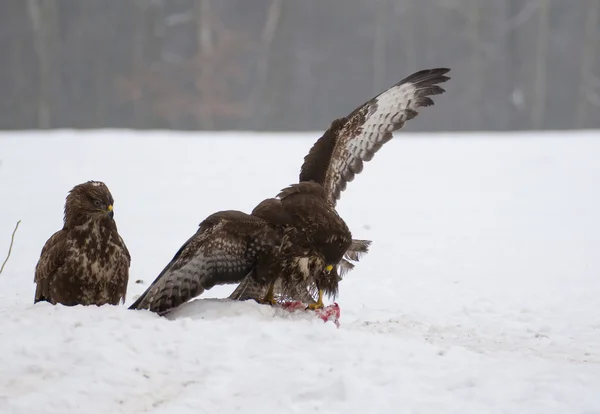 Buzzard — Stock fotografie