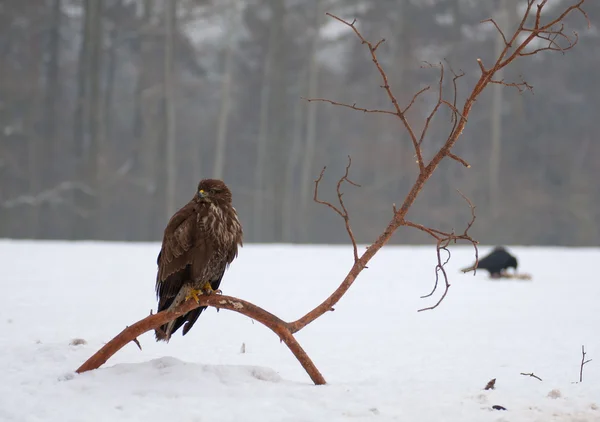 Buzzard. — Fotografia de Stock