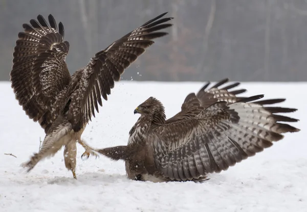 Buzzard fight — Stock Photo, Image