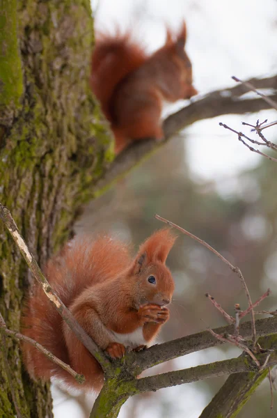 Squirrel — Stock Photo, Image