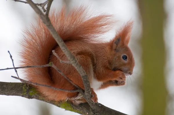 Squirrel — Stock Photo, Image