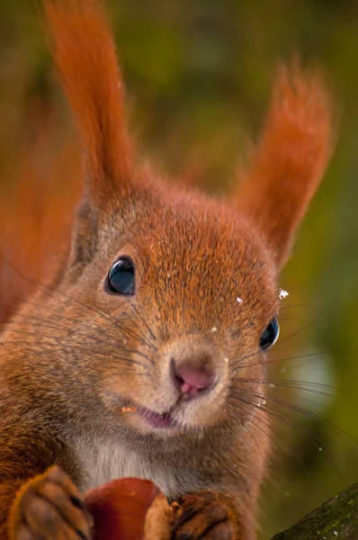 Eichhörnchen — Stockfoto