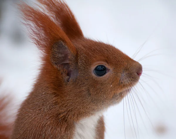 Squirrel — Stock Photo, Image