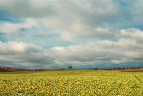 Fältet tidigt på våren — Stockfoto