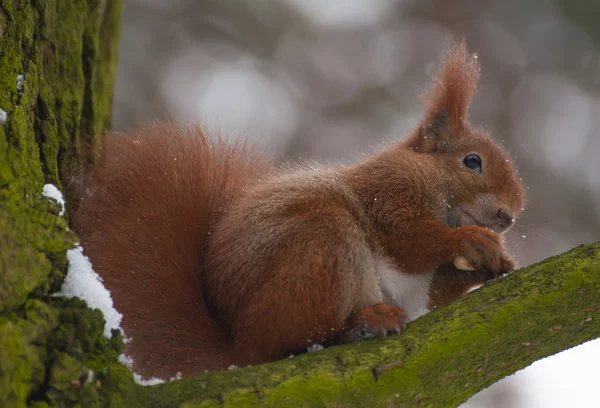 Squirrel — Stock Photo, Image