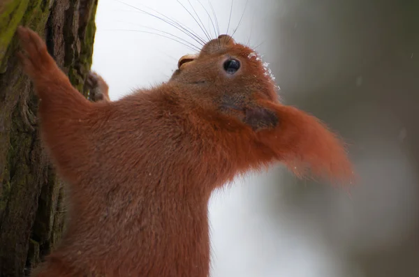 Eichhörnchen — Stockfoto