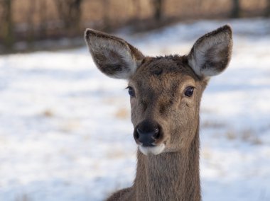 buzağı - genç doe