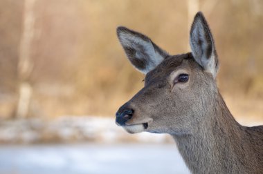 buzağı - genç doe