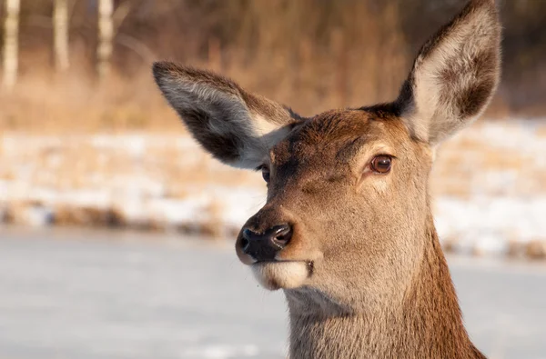 Doe - животное красоты — стоковое фото