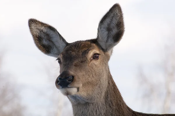 Veau - jeune biche — Photo