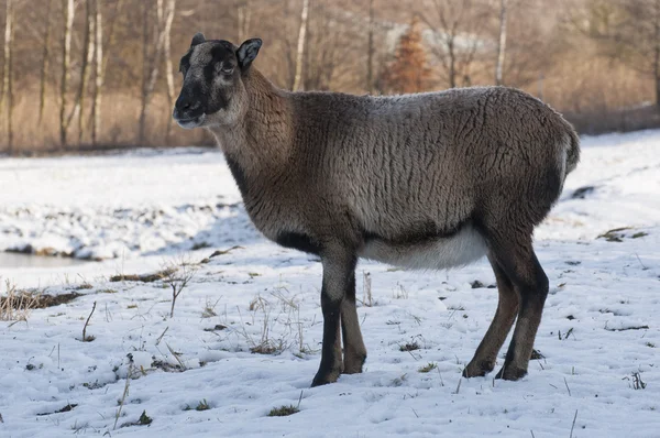 Mufflonfår — Stockfoto