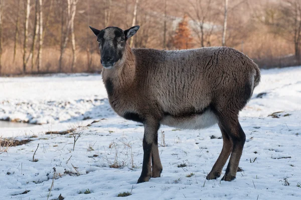 Mouflon — Stock Photo, Image