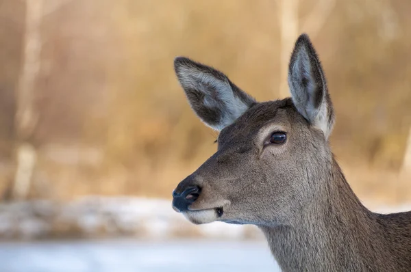 Veau - jeune biche — Photo