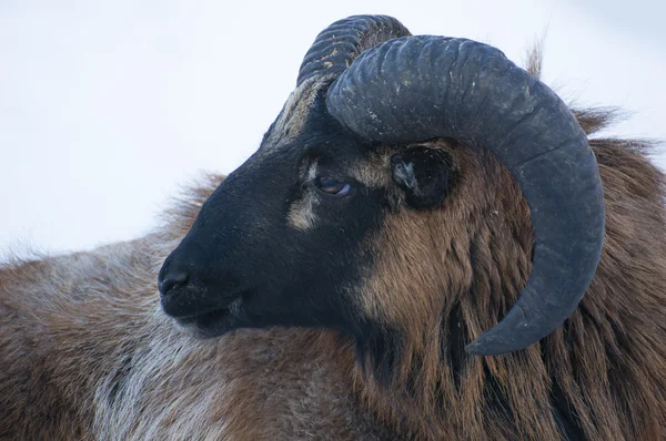 Mouflon. — Fotografia de Stock